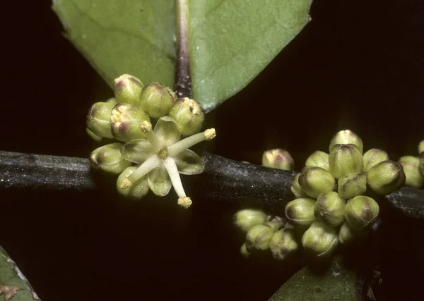 Krásný Botanický Záběr Přírodní Tapety — Stock fotografie