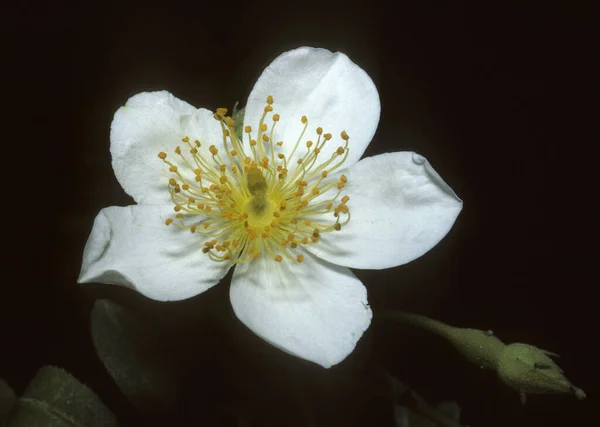 Vacker Botanisk Skott Naturliga Tapeter — Stockfoto