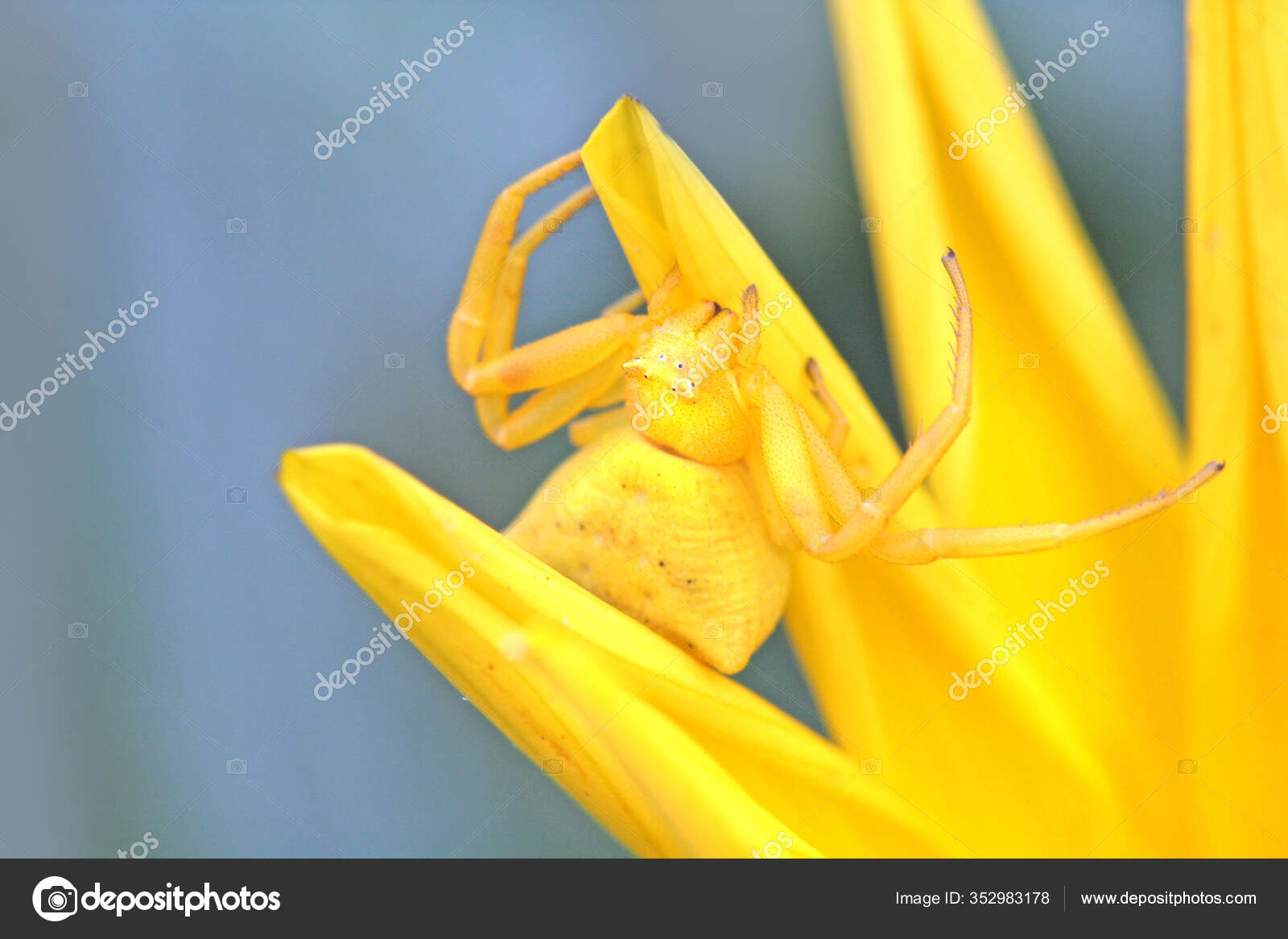 黄色蜘蛛生物昆虫 图库照片 C Panthermediaseller