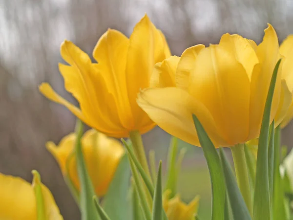 Žluté Tulipány Zahradě — Stock fotografie