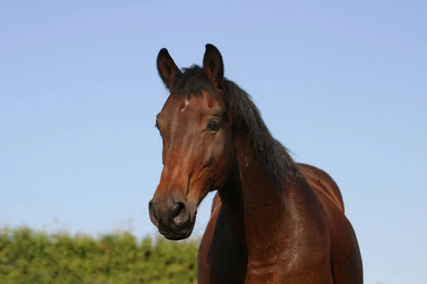 Bonito Cavalo Selvagem Natureza — Fotografia de Stock