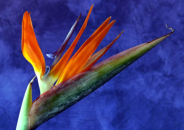 Райская Птица Тропический Цветок — стоковое фото