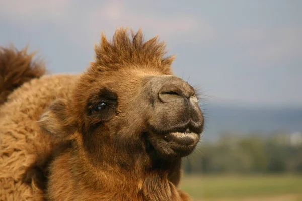 Als Tegen Snauwt — Stockfoto