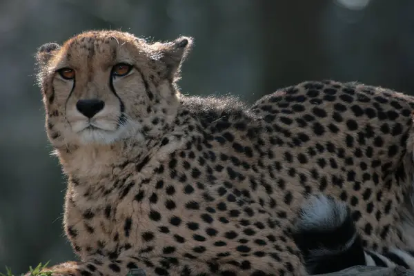 Güzel Çita Büyük Kedi Savannah Vahşi Hayvan — Stok fotoğraf