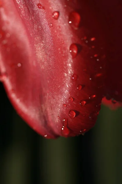 Vista Cênica Belas Flores Tulipa — Fotografia de Stock