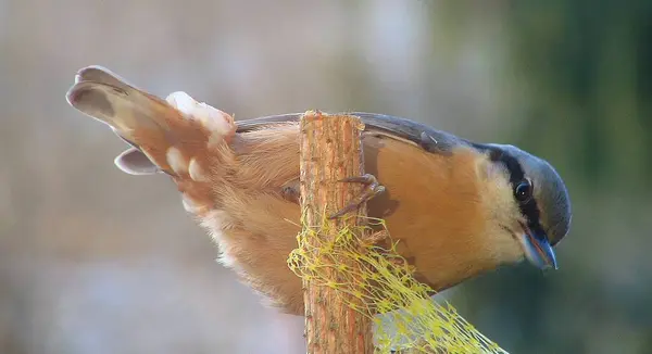Euraasialainen Nuthatch Pieni Ohimenevä Lintu — kuvapankkivalokuva