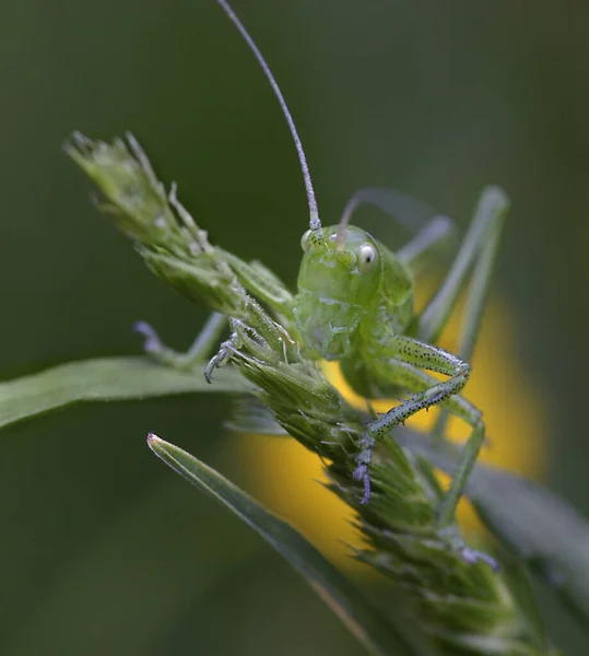 Närbild Makro Syn Gräshoppa Insekt — Stockfoto