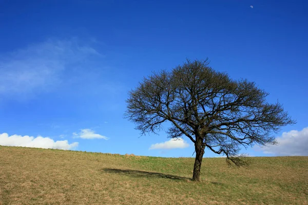 Todavía Sin Hojas Día Soleado Febrero — Foto de Stock