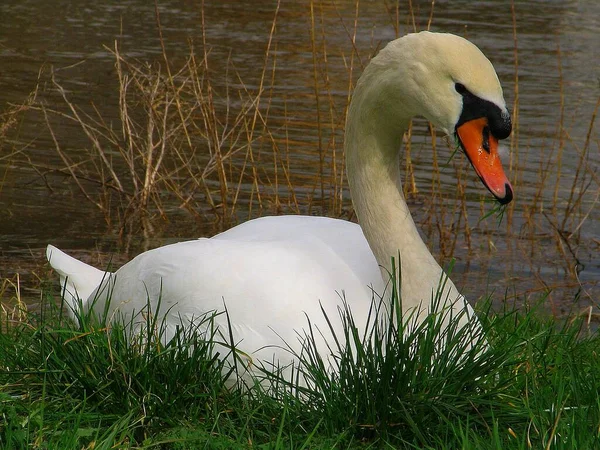 Vista Panorámica Del Majestuoso Cisne Naturaleza —  Fotos de Stock