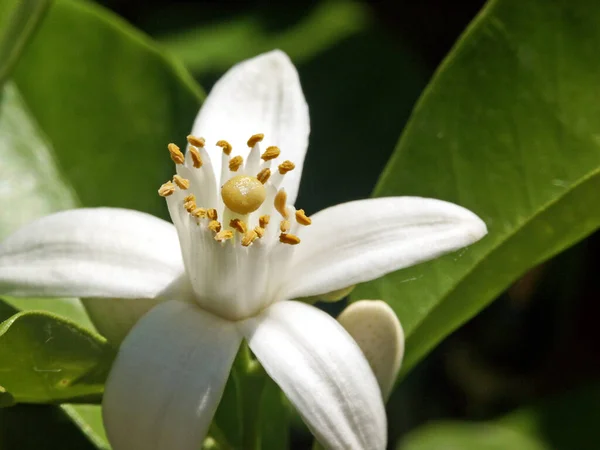 Piękne Botaniczne Ujęcie Naturalna Tapeta — Zdjęcie stockowe