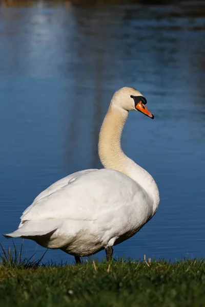 Schilderachtig Uitzicht Majestueuze Zwaan Natuur — Stockfoto