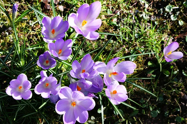 Krokus Květiny Jarní Flóra Okvětní Lístky — Stock fotografie