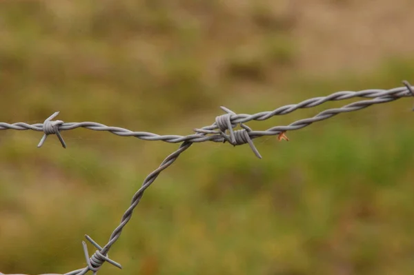 Barbed Wire Fence Nature — Stock Photo, Image