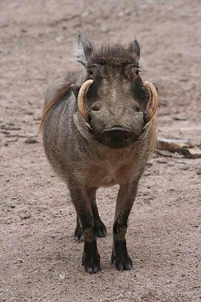 Encerramento Animais Jardim Zoológico — Fotografia de Stock