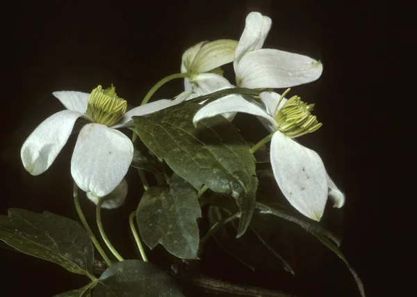 Pétalas Flores Clematis Flora — Fotografia de Stock