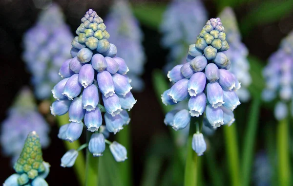 Krásný Botanický Záběr Přírodní Tapety — Stock fotografie