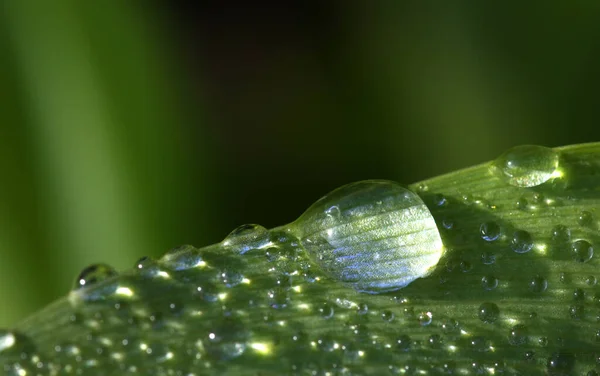 Dew Drops Green Grass — Stock Photo, Image