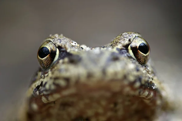 Amphibientier Naturfrosch — Stockfoto