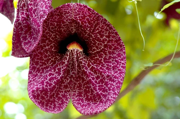 Natursköna Vackra Färgglada Orkidé Blomma — Stockfoto