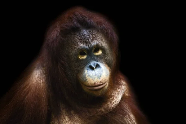 猿の肖像画です — ストック写真