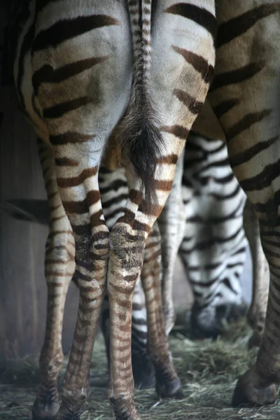 Striped Zebra Animal Mammal — Stock Photo, Image