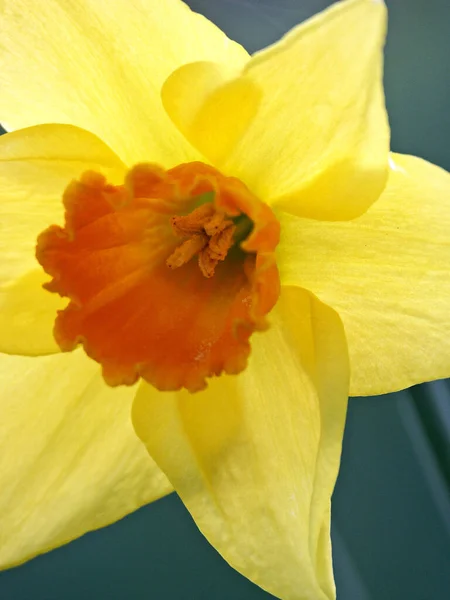 Påsklilja Narcissus Blommor Kronblad — Stockfoto