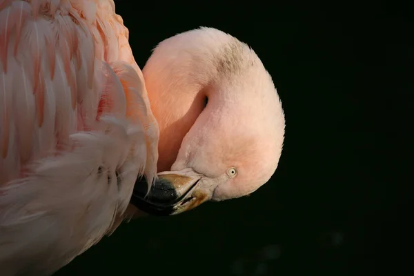 Graziler Vogel Dalam Warna Pink — Stok Foto