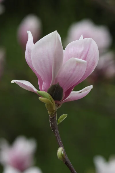 Jaro Květy Magnólie — Stock fotografie
