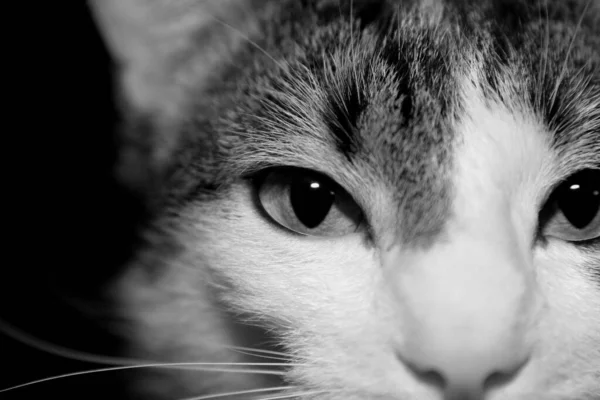 Retrato Lindo Gato — Foto de Stock