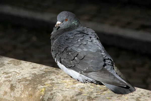 Городской Голубь Columba Livia Forma Domestica — стоковое фото