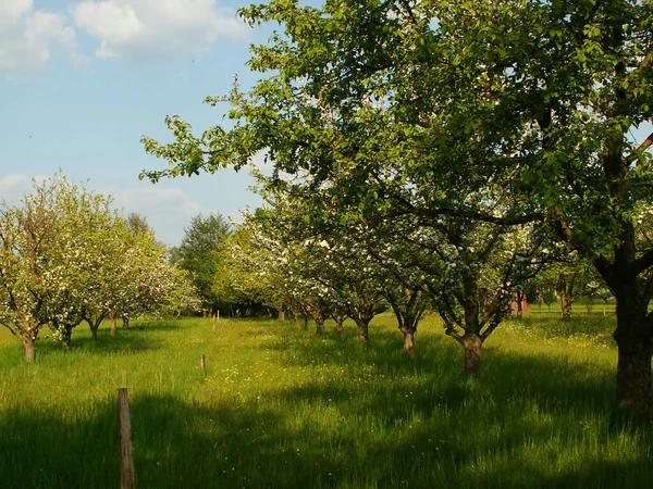 apple blossom tree in spring, flora and flowers