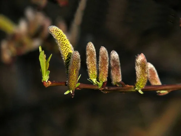 Krásný Botanický Záběr Přírodní Tapety — Stock fotografie