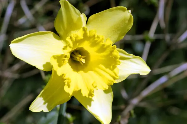 Gele Lente Bloemen Bloemblaadjes Narcissen — Stockfoto