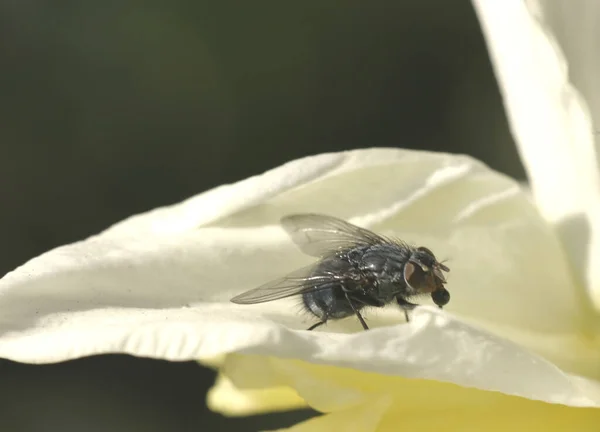 Schilderachtig Uitzicht Prachtige Narcis Bloem — Stockfoto