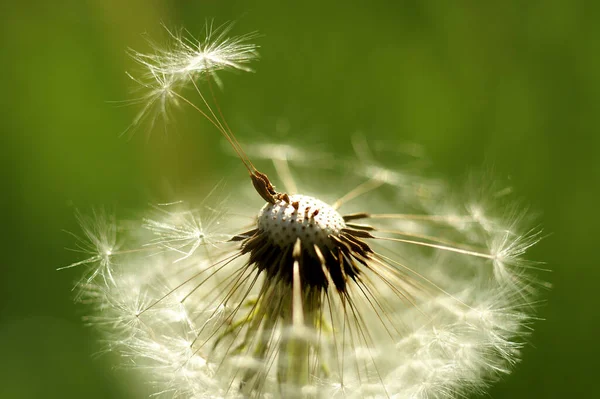 Krásný Botanický Záběr Přírodní Tapety — Stock fotografie