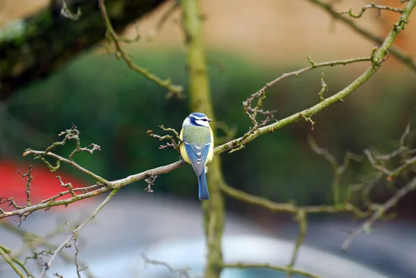 Aussichtsreiche Aussicht Auf Schöne Vögel Der Natur — Stockfoto