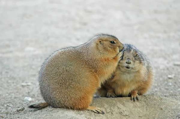 一群坐在地上的Meerkats — 图库照片