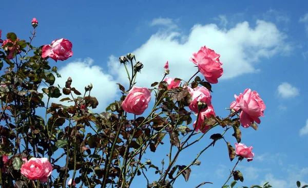 Fleurs Roses Pétales Flore — Photo