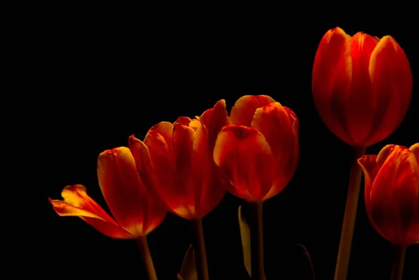 Belles Tulipes Fleurs Printanières — Photo