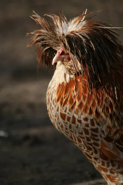 Domácí Drůbež Farmě — Stock fotografie