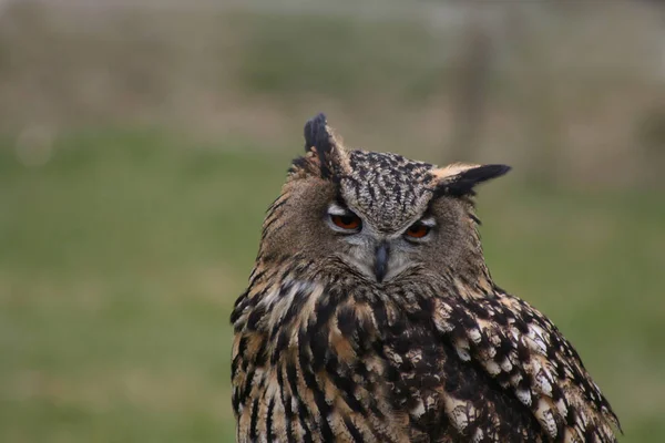 Bubo Bubo Coruja Pássaro Eurasiano Coruja Águia — Fotografia de Stock