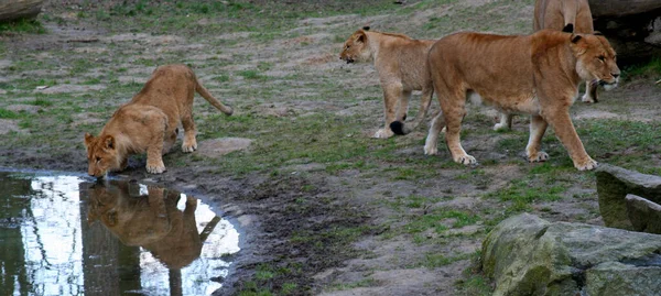 Лев Небезпечна Тварина Природі — стокове фото