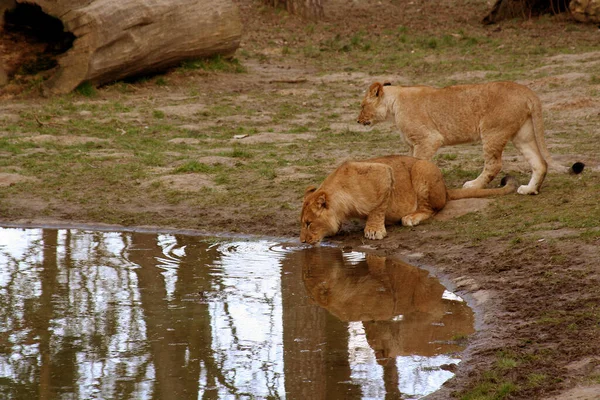 Leeuw Gevaarlijk Dier Natuur — Stockfoto