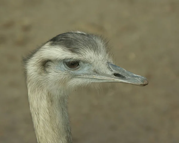Ostrich Bird Animal Wildlife — Stock Photo, Image
