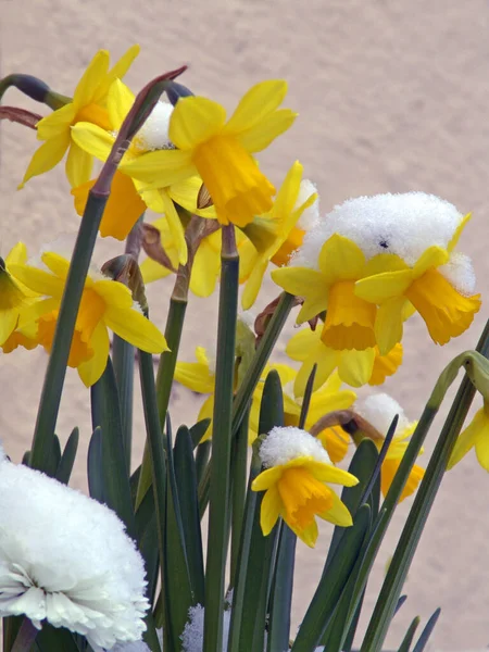 Jonquilles Narcisse Printemps Fleur — Photo