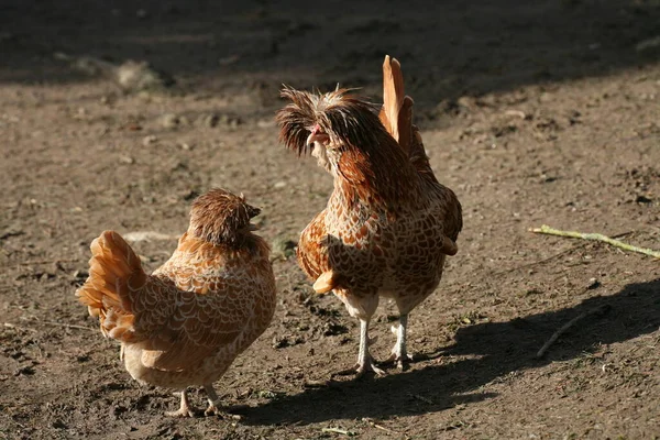 Enano Paduan Gallo Gallina —  Fotos de Stock