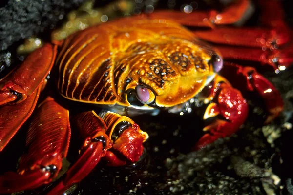 Este Caranguejo Muito Colorido Tem Seu Nome Dos Marinheiros Muito — Fotografia de Stock