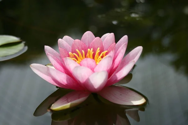 Water Lily Pond Flowers Flora Nature — Stock Photo, Image