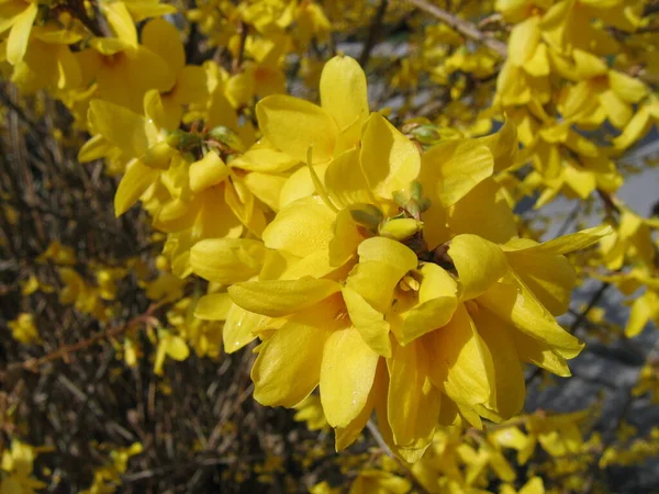 Wiosenne Kwiaty Lilii Kwitnące — Zdjęcie stockowe