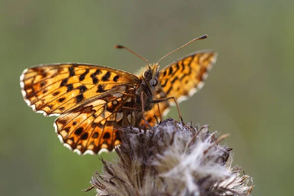 Closeup Bug Wild Nature — Stock Photo, Image